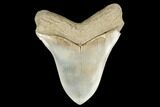 Serrated, Fossil Megalodon Tooth - Aurora, North Carolina #178100-2